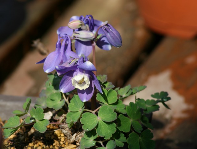 ファイル 98-3.jpg