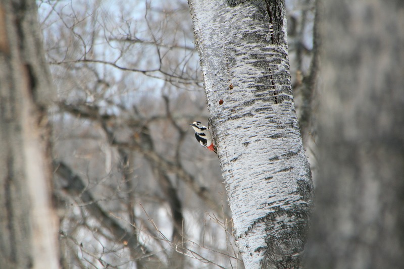 ファイル 103-3.jpg