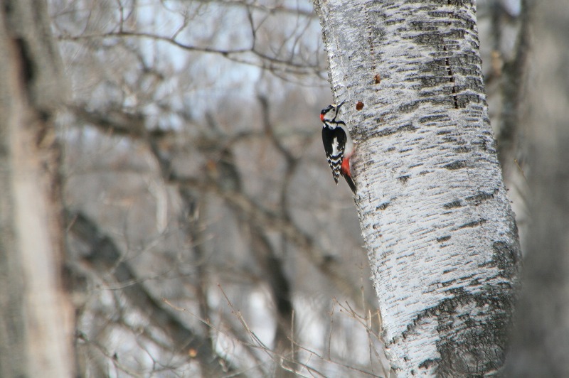 ファイル 103-4.jpg