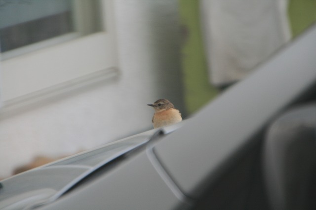 ファイル 104-1.jpg