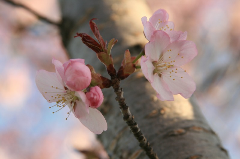 ファイル 107-1.jpg