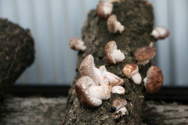 ファイル 110-3.jpg