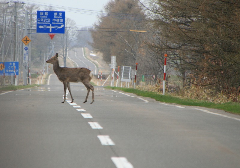 ファイル 116-1.jpg