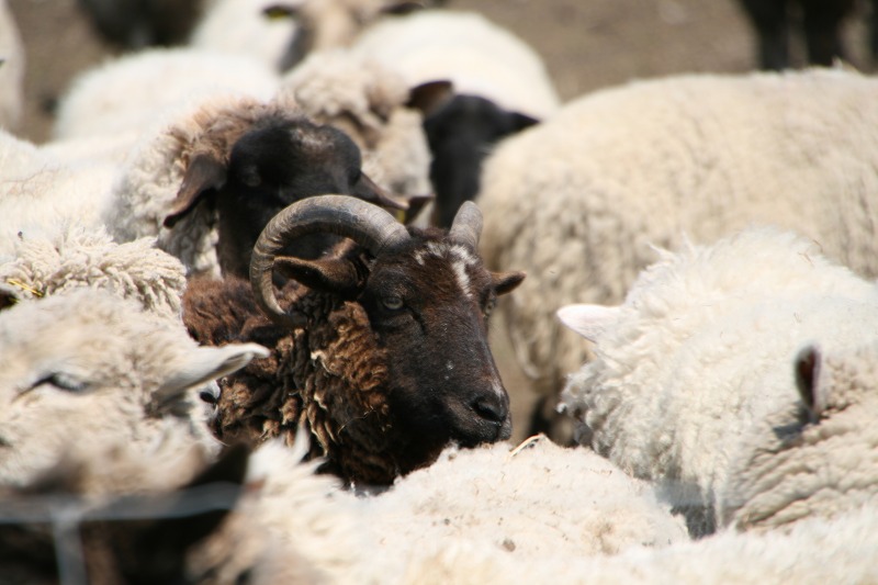 ファイル 117-2.jpg