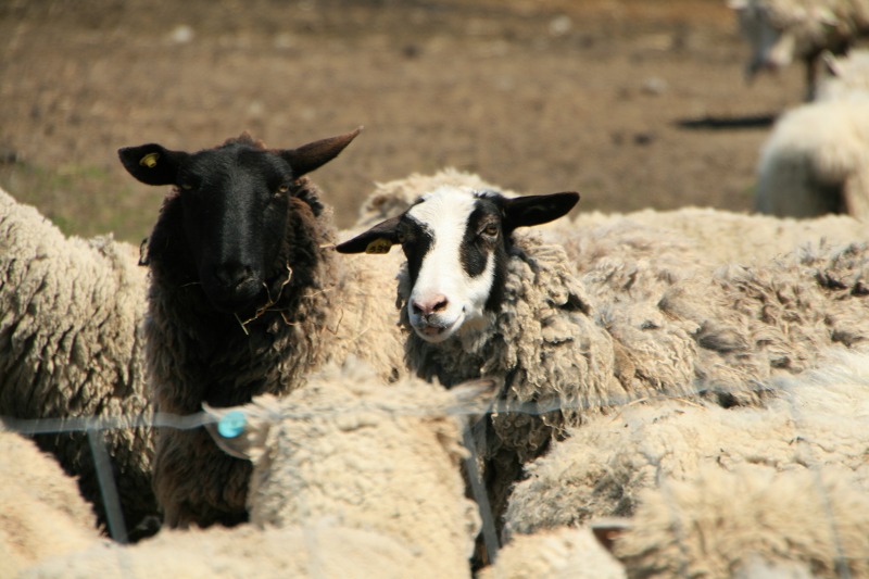 ファイル 117-3.jpg