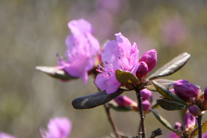 ファイル 118-2.jpg