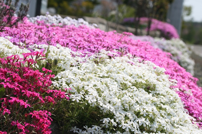 ファイル 121-1.jpg