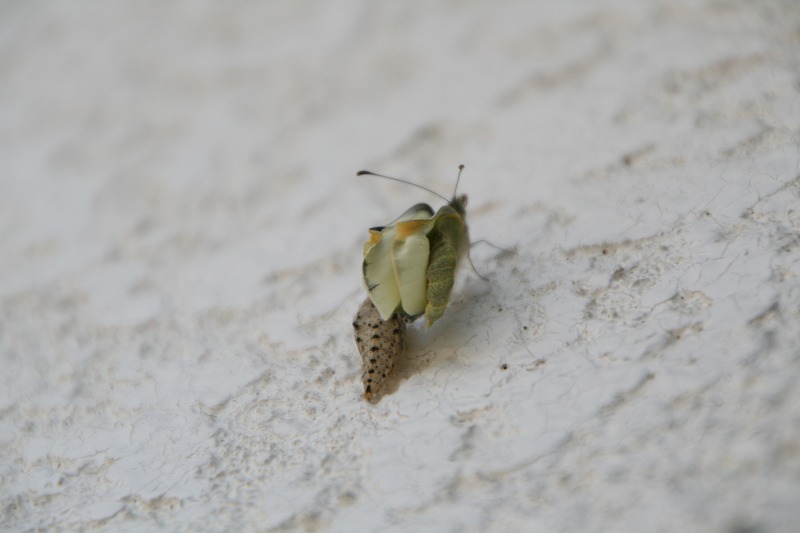 ファイル 123-1.jpg