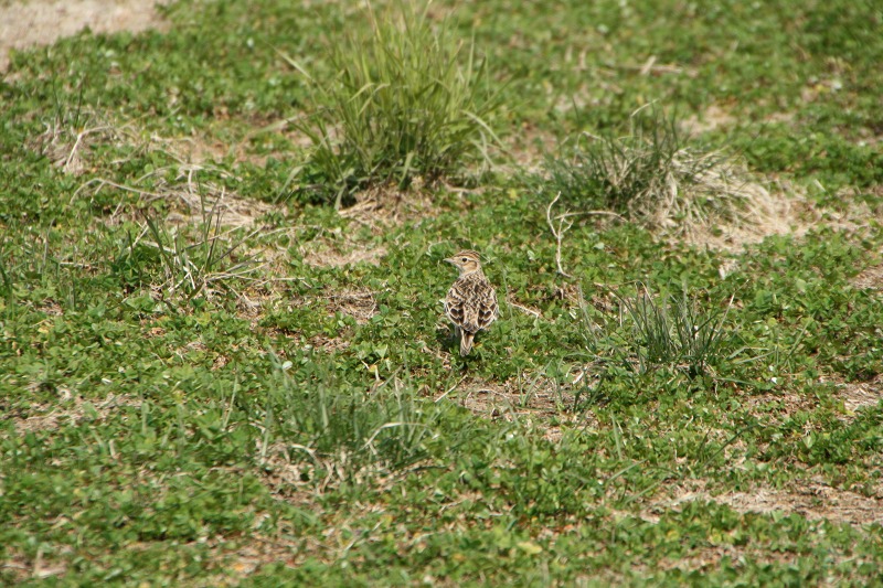 ファイル 124-1.jpg