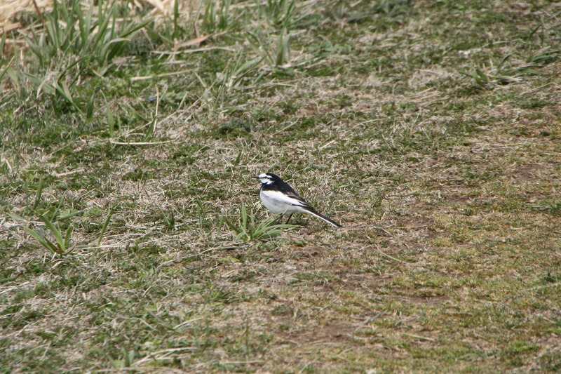 ファイル 124-2.jpg