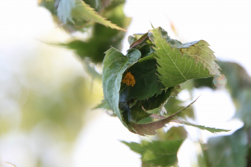 ファイル 125-3.jpg