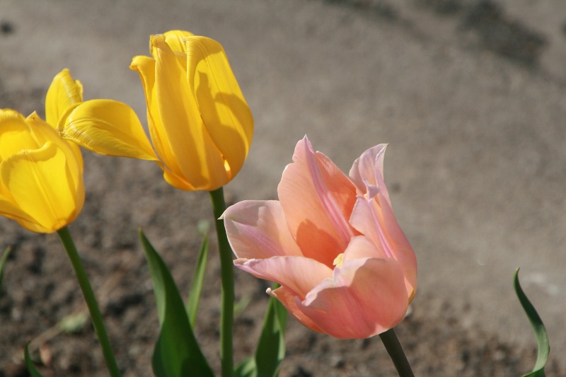 ファイル 126-2.jpg