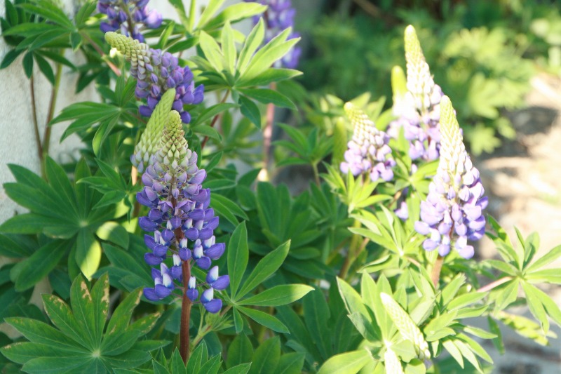 ファイル 127-1.jpg