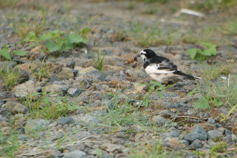 ファイル 127-3.jpg