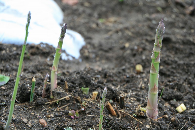 ファイル 129-1.jpg