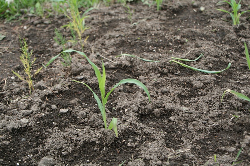 ファイル 131-3.jpg