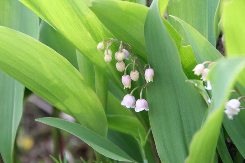 ファイル 132-2.jpg