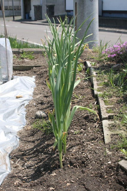 ファイル 134-1.jpg