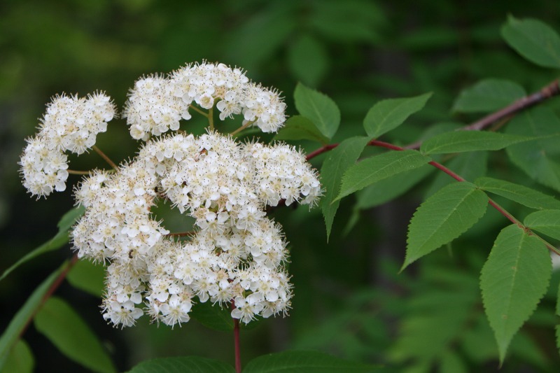 ファイル 137-2.jpg