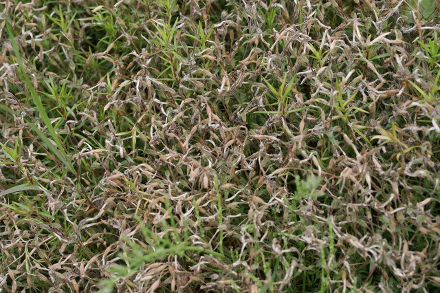 ファイル 141-4.jpg