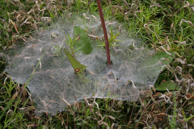 ファイル 141-5.jpg