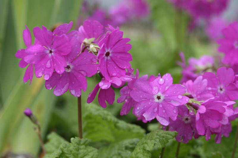 ファイル 142-1.jpg