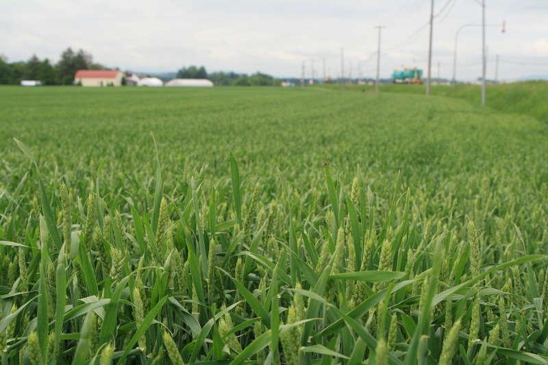 ファイル 143-1.jpg