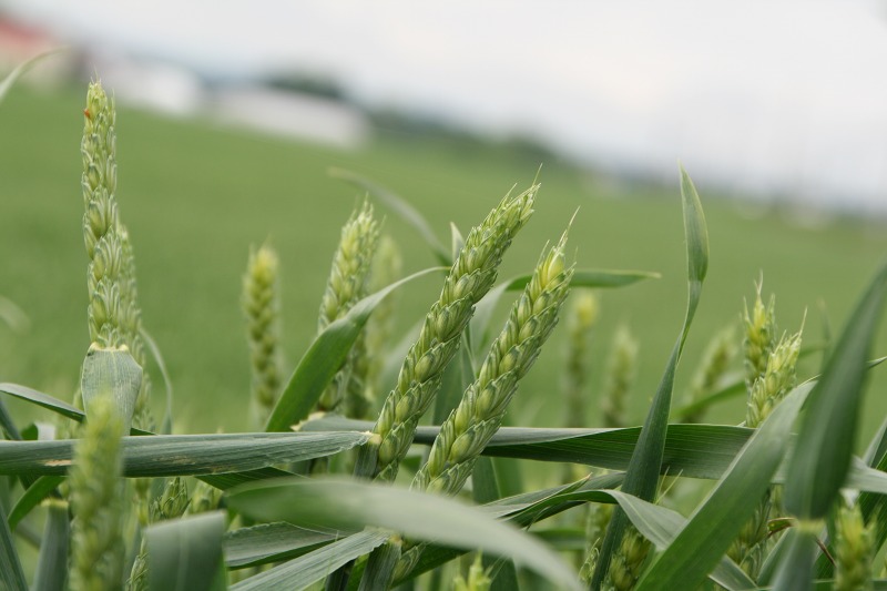 ファイル 143-2.jpg