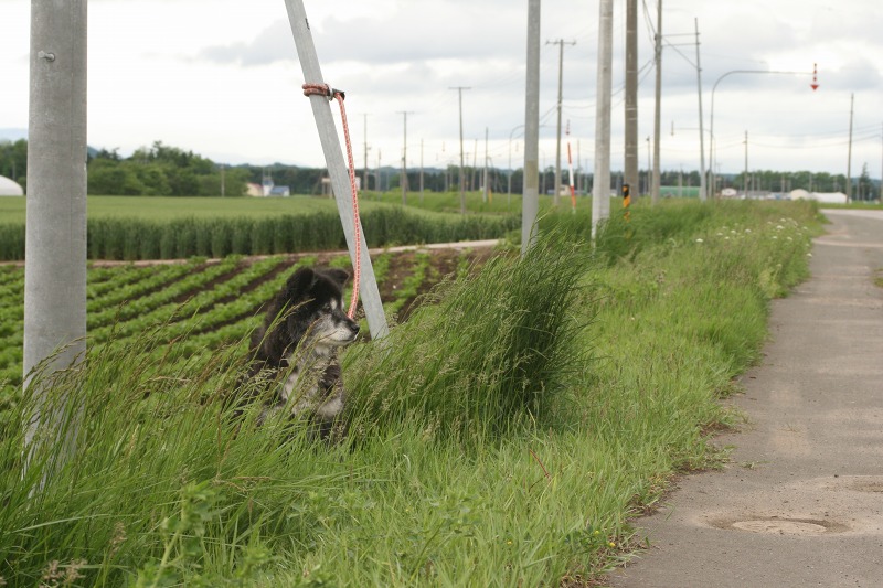 ファイル 148-1.jpg