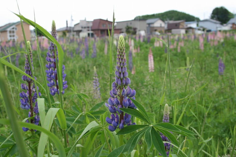 ファイル 149-1.jpg