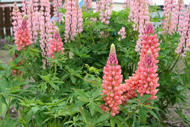 ファイル 149-2.jpg