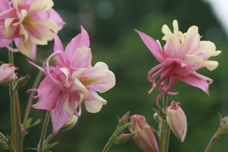 ファイル 151-1.jpg