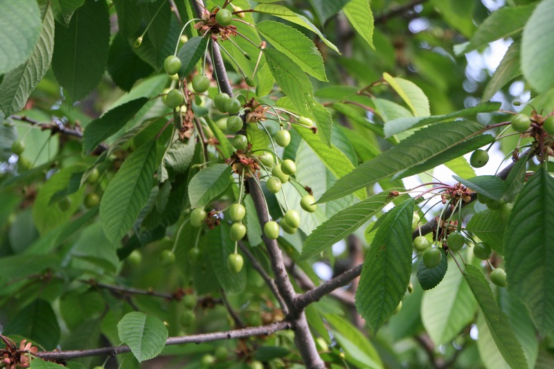 ファイル 153-1.jpg