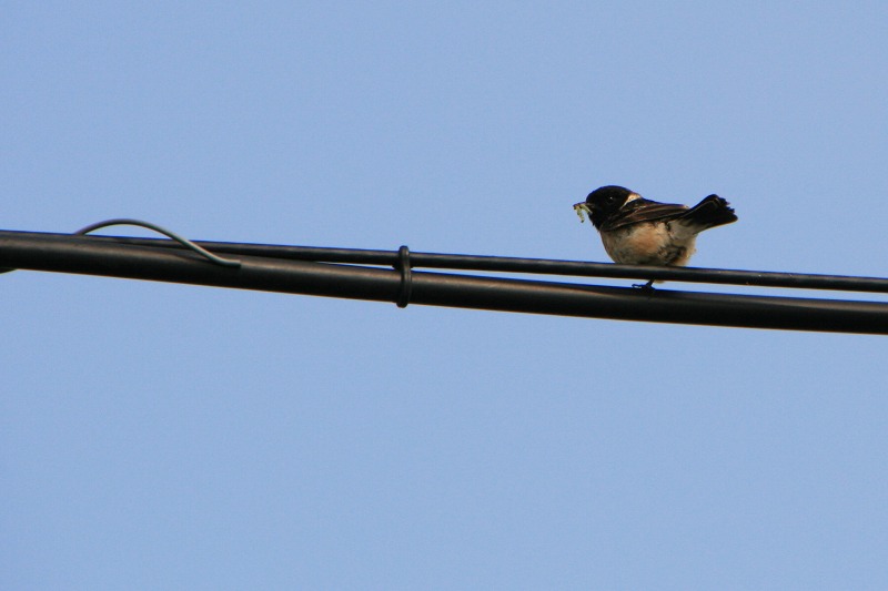 ファイル 154-2.jpg