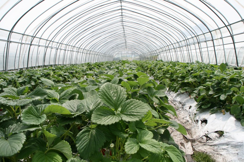 ファイル 155-1.jpg