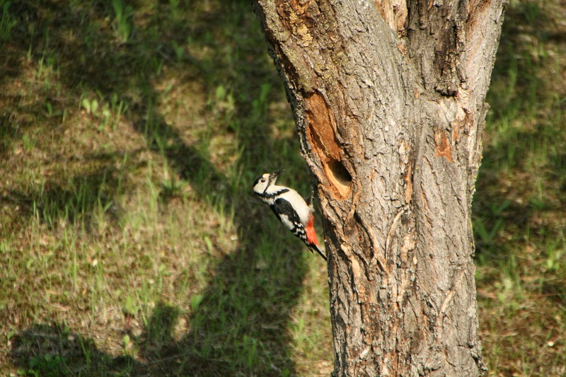 ファイル 156-2.jpg