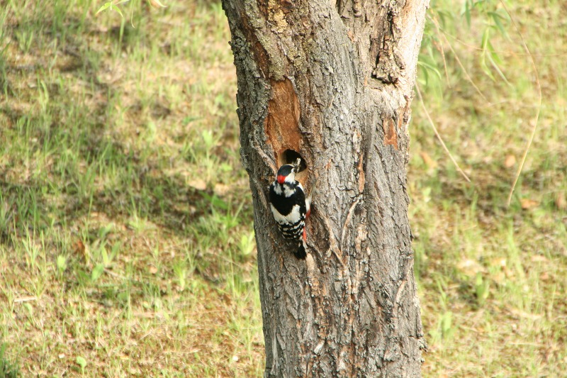 ファイル 156-3.jpg