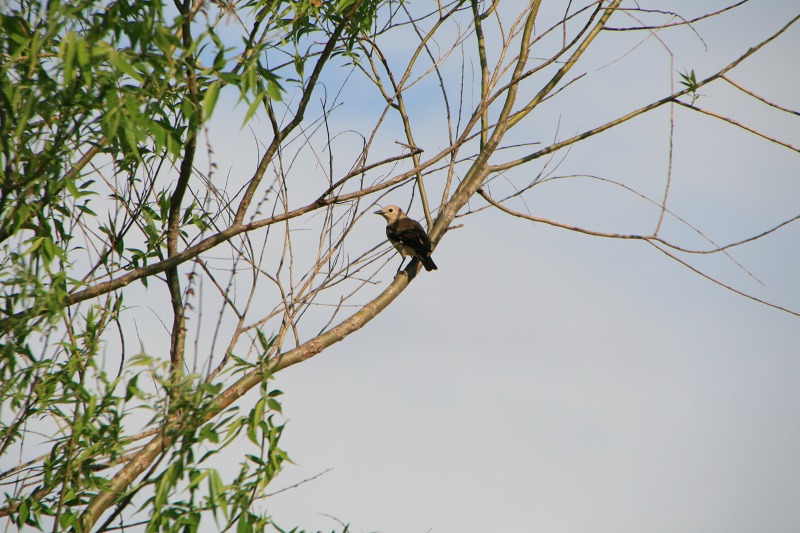 ファイル 157-1.jpg