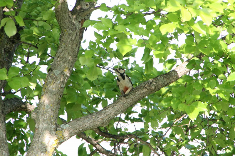 ファイル 157-2.jpg