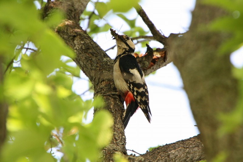 ファイル 157-3.jpg