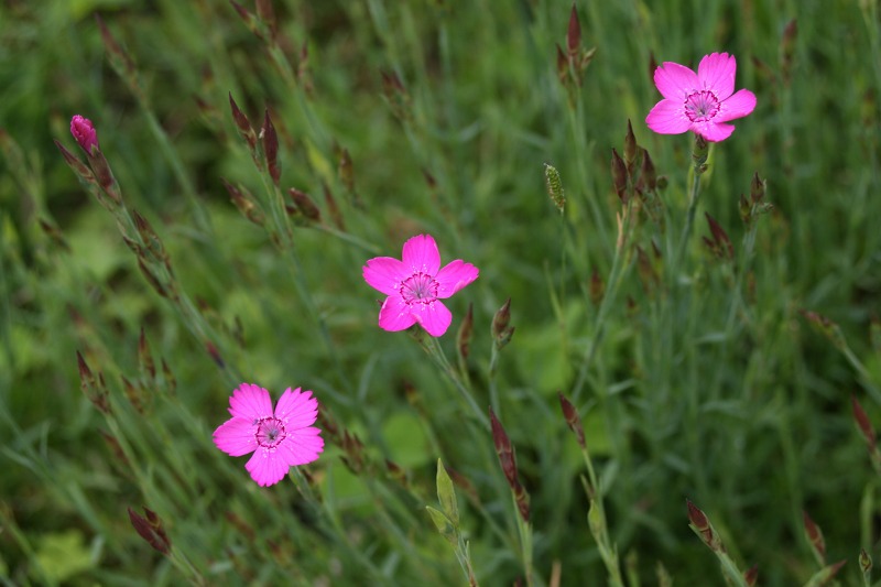 ファイル 158-2.jpg