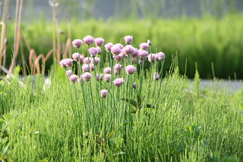 ファイル 160-1.jpg