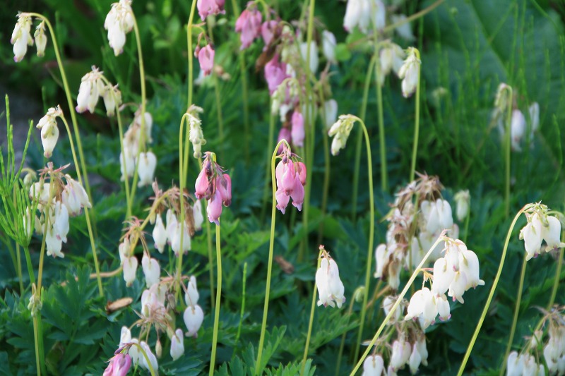 ファイル 160-2.jpg