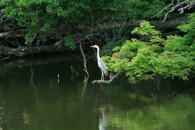 ファイル 161-1.jpg