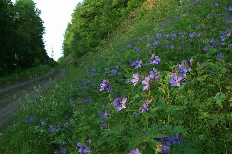 ファイル 164-2.jpg