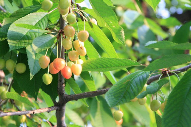 ファイル 166-1.jpg