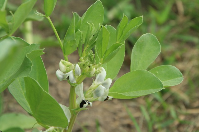 ファイル 166-2.jpg