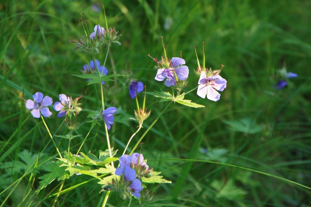 ファイル 166-3.jpg