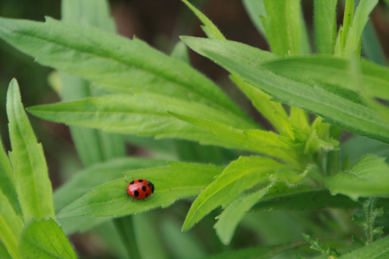 ファイル 167-1.jpg