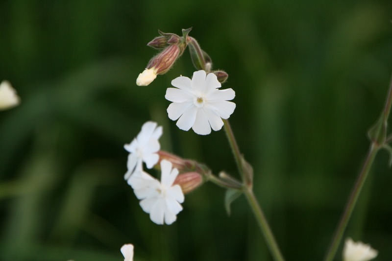 ファイル 168-3.jpg